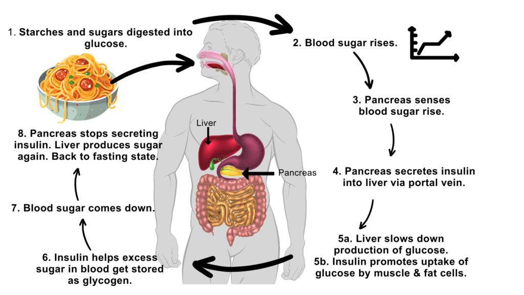 Normal Carbohydrate and Glucose Metabolism