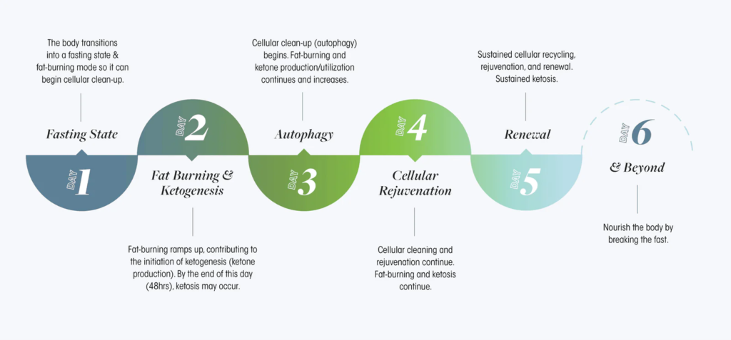 Prolon 5-day fasting mimicking diet effects.